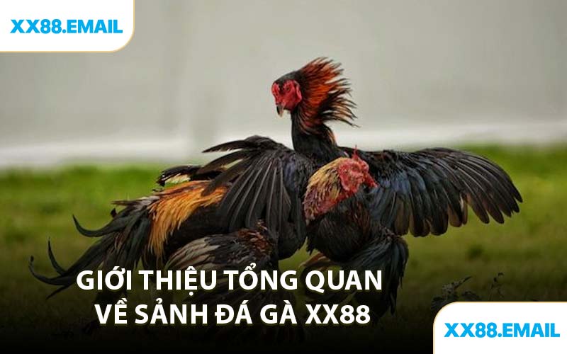 Giới Thiệu Tổng Quan Về Sảnh Đá Gà XX88