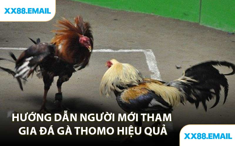 Hướng Dẫn Người Mới Tham Gia Đá Gà Thomo Hiệu Quả