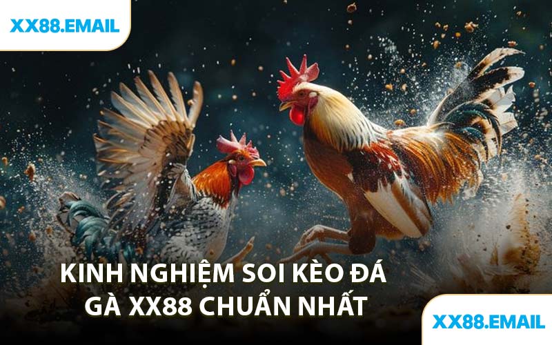 Kinh Nghiệm Soi Kèo Đá Gà XX88 Chuẩn Nhất