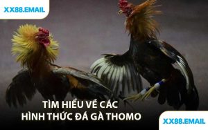 Tìm Hiểu Về Các Hình Thức Đá Gà Thomo