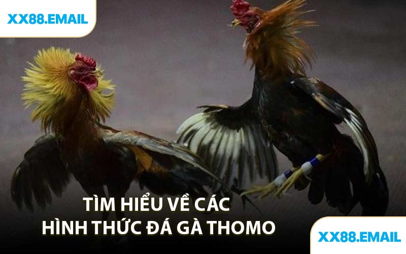 Tìm Hiểu Về Các Hình Thức Đá Gà Thomo