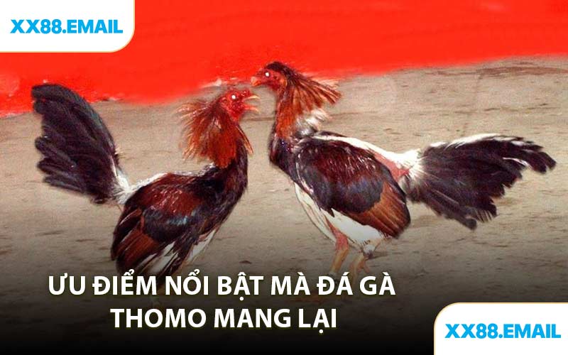 Ưu Điểm Nổi Bật Mà Đá Gà Thomo Mang Lại